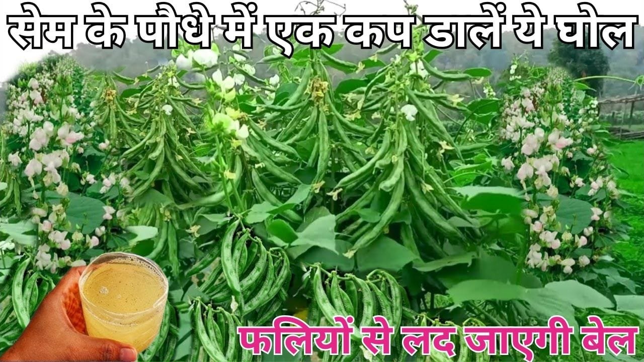 Gardening tips: फरवरी में सेम के पौधे में एक कप डालें ये घोल, अनगिनत गुच्छों में फलियों से लद जाएगी बेल माली ने खुद इस्तेमाल करके दिखाया कमाल