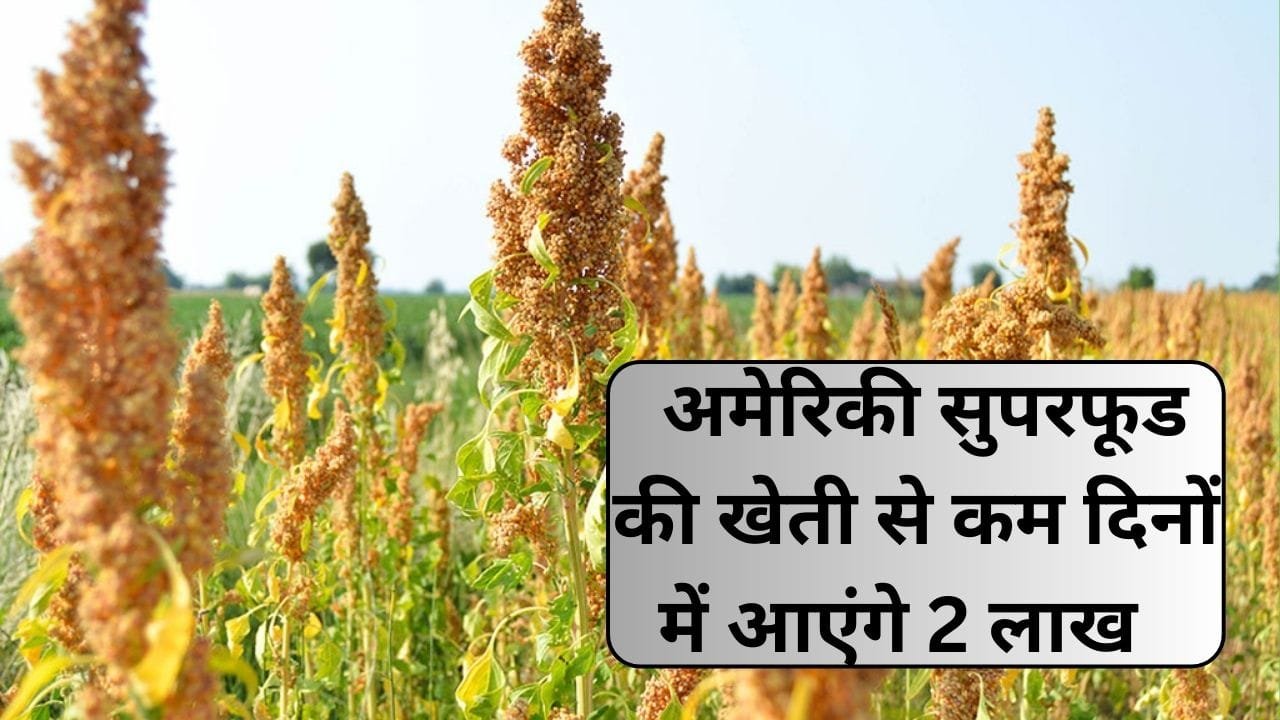 धान-गेहूं नहीं इस अमेरिकी सुपरफूड की करें खेती, एक एकड़ में खेती से कम दिनों में आएंगे 2 लाख मार्केट में है बहुत डिमांड, जाने नाम