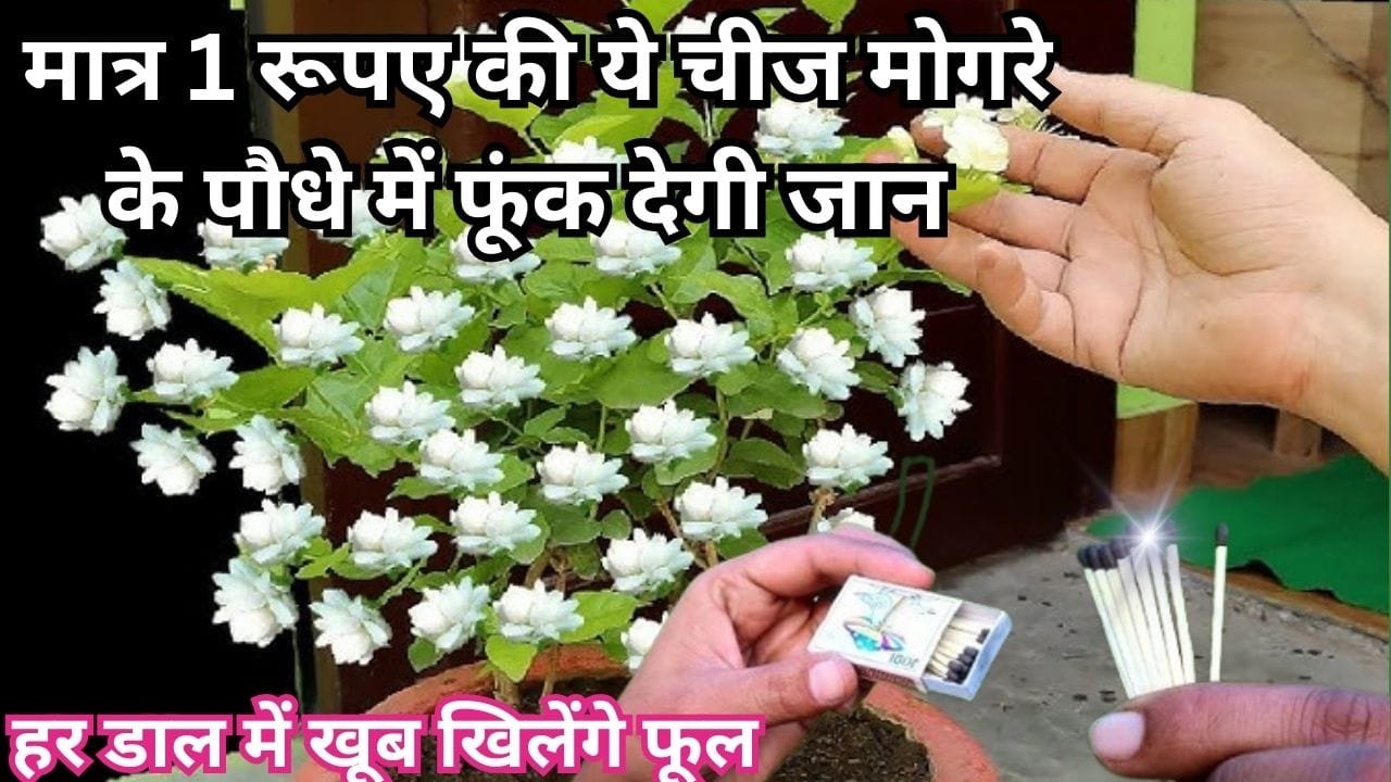 Gardening tips: मात्र 1 रूपए की ये चीज मोगरे के पौधे में फूंक देगी जान, हर डाल में खूब खिलेंगे फूल माली ने स्वयं इस्तेमाल करके दिखाया कमाल
