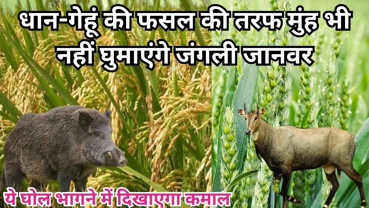 Agriculture tips: धान-गेहूं की फसल की तरफ मुंह भी नहीं घुमाएंगे जंगली जानवर, ये देसी घोल जानवरों को भागने में दिखाएगा शानदार कमाल