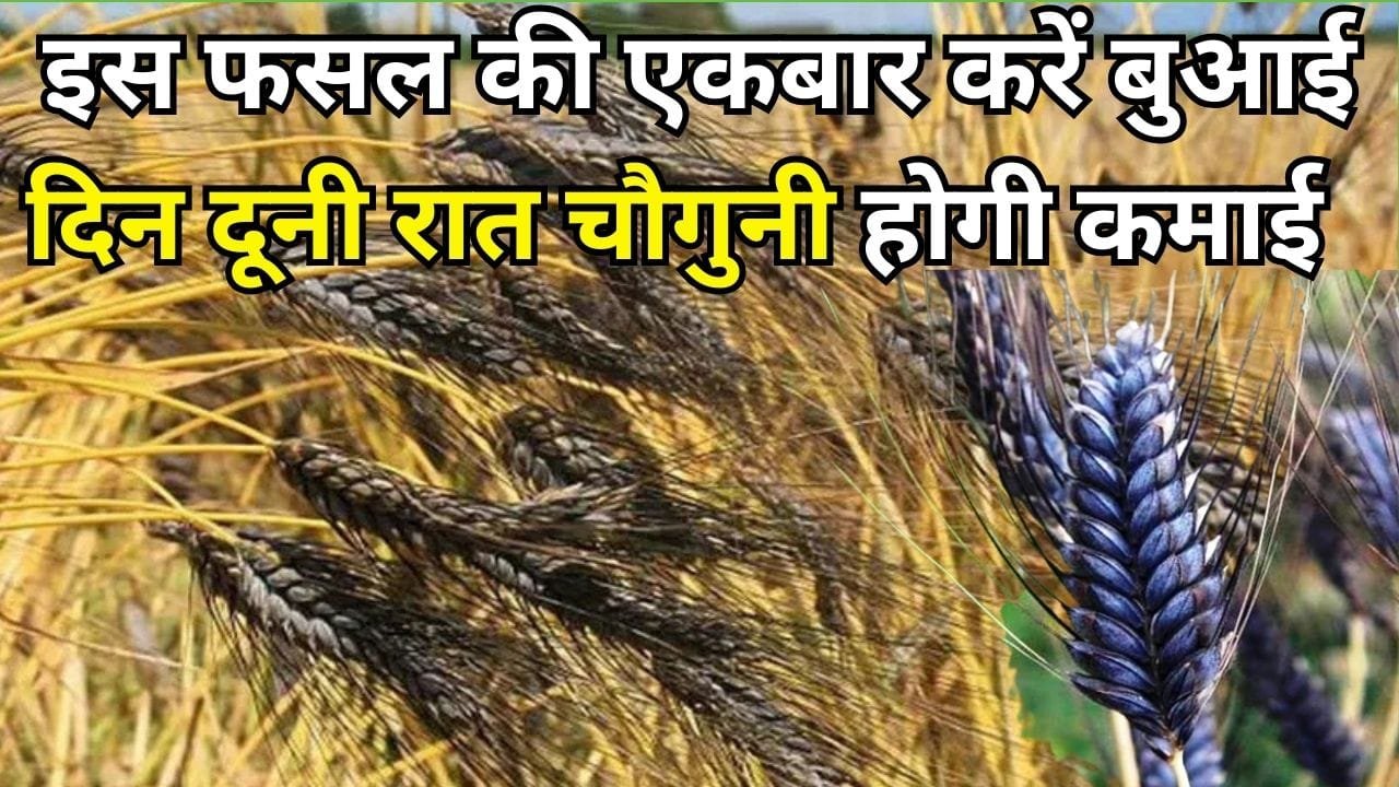 पैसे छापने की मशीन है ये फसल की खेती, एकबार करें बुआई दिन दूनी रात चौगुनी होगी कमाई मार्केट में बिकता है 8 हजार रुपये प्रति क्विंटल, जाने नाम