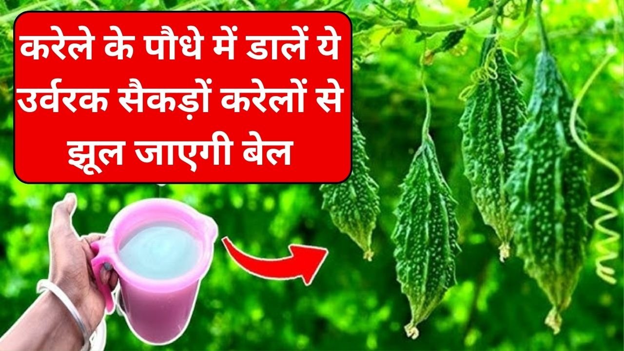 Gardening Tips: करेले के पौधे में डालें ये चमत्कारी उर्वरक, सैकड़ों करेलों से झूल जाएगी बेल पौधे की ग्रोथ में होगी बेशुमार वृद्धि, जाने नाम