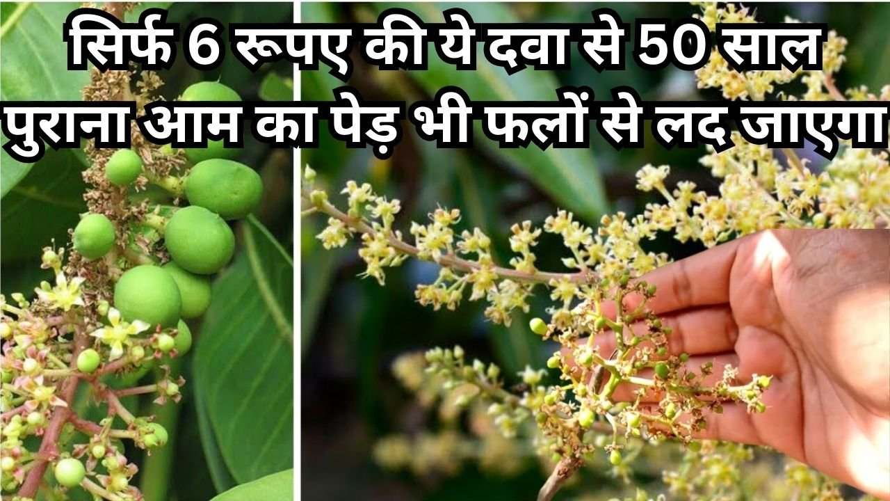 Agriculture tips: सिर्फ 6 रूपए की ये दवा से 50 साल पुराना आम का पेड़ भी गुच्छों में फलों से लद जाएगा, ऐसे करें इस्तेमाल देखें शानदार कमाल