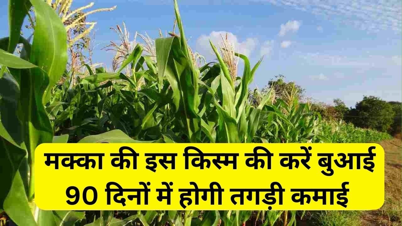 मक्का की इस किस्म की करें बुआई, 90 दिनों में होगी तगड़ी कमाई के साथ शानदार पैदावार मार्केट है खूब डिमांड, जाने नाम
