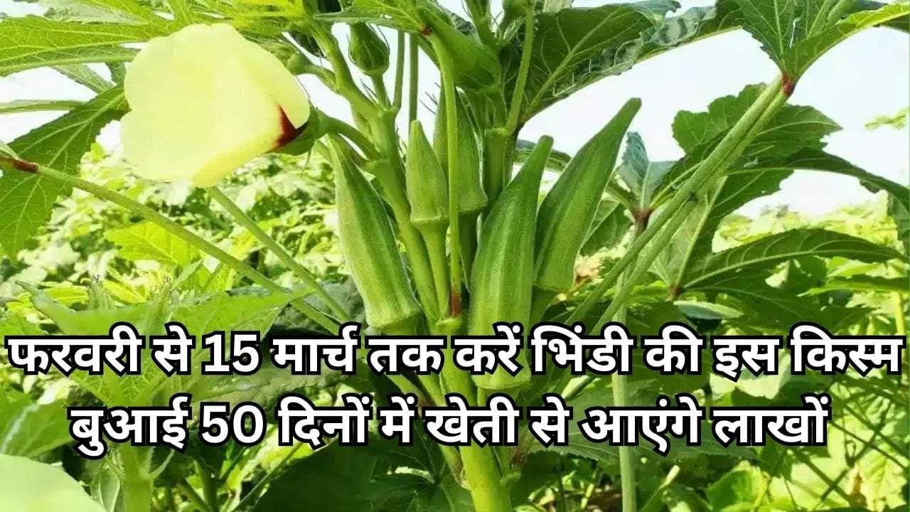 फरवरी से 15 मार्च तक करें भिंडी की इस किस्म बुआई, 50 दिनों के अंदर होगी तगड़ी कमाई एक हेक्टेयर में रूपए, जाने नाम