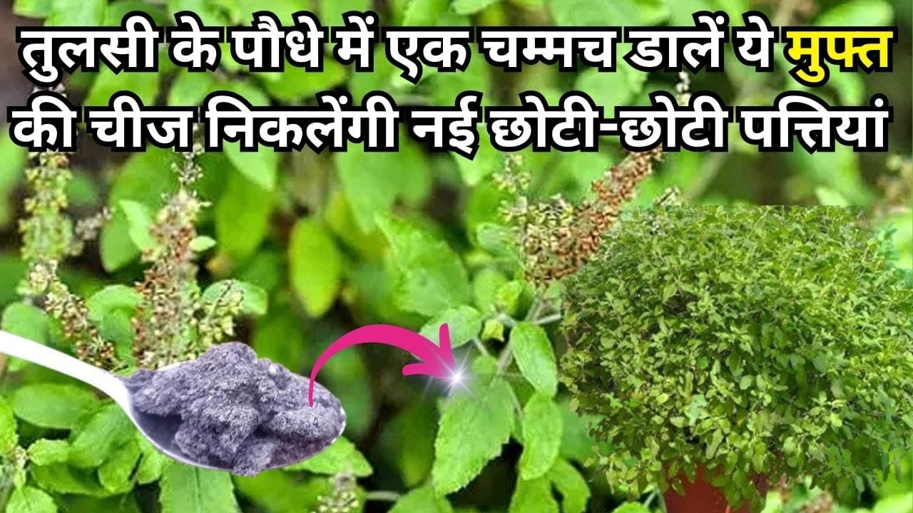 Gardening tips: तुलसी के पौधे में एक चम्मच डालें ये मुफ्त की चीज, निकलेंगी नई छोटी-छोटी पत्तियां खूब घना हो जाएगा पौधा, जाने नाम
