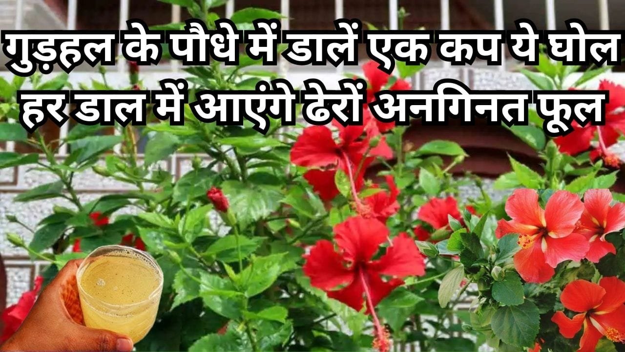 Gardening tips: गुड़हल के पौधे में डालें एक कप ये घोल, हर डाल में आएंगे ढेरों अनगिनत फूल माली का ये राज हर किसी के नहीं है पास, जाने नाम
