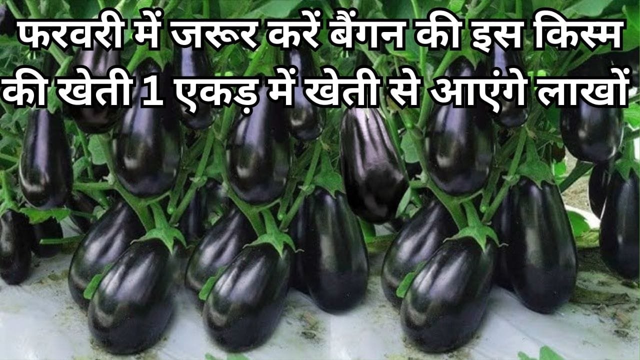 फरवरी में जरूर करें बैंगन की इस किस्म की खेती, एक एकड़ में देगी ताबड़तोड़ पैदावार खेती से आएंगे लाखों रूपए, जाने नाम