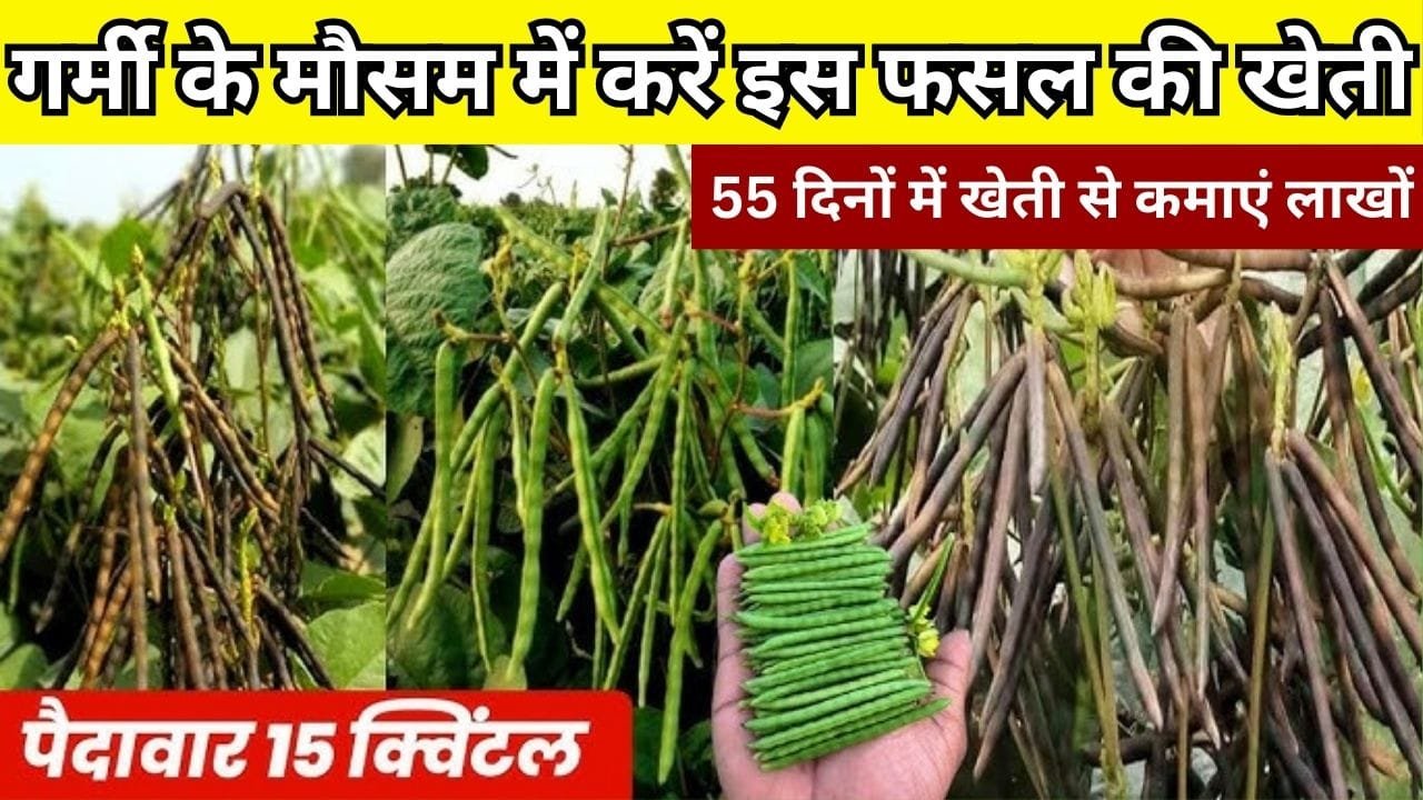 गर्मी के मौसम में करें इस फसल की खेती, 55 दिनों में खेती से कमाएं लाखों रूपए बंपर पैदावार से भर जाएंगे गोदाम, जाने नाम