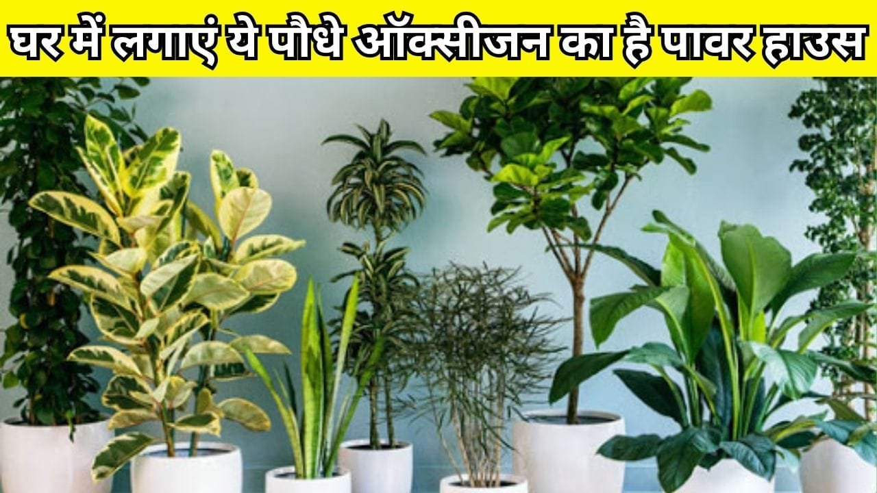 Gardening tips: घर में जरूर लगाएं ये 2 पौधे, ऑक्सीजन का है पावर हाउस शुद्ध हवा और खुशबू से महकने लगेगा पूरा घर, जाने नाम