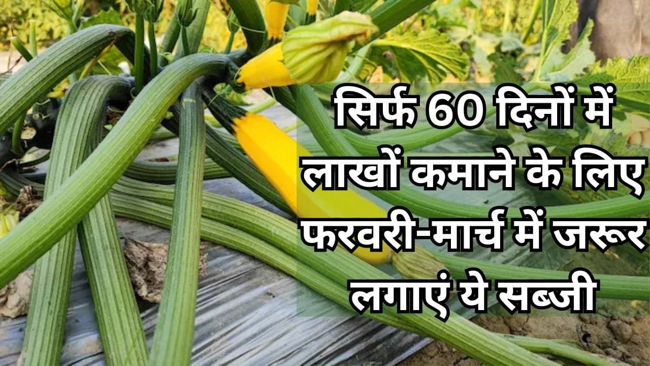 सिर्फ 60 दिनों में लाखों कमाने के लिए फरवरी-मार्च में जरूर लगाएं ये सब्जी, मार्केट से लेकर रेस्टोरेंट में है खूब डिमांड किसान हो जाएंगे मालामाल, जाने नाम