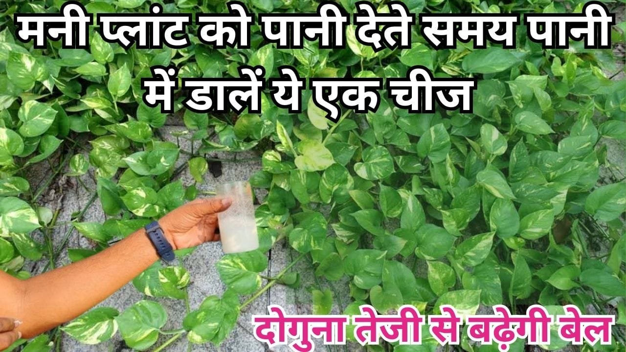 Gardening tips: मनी प्लांट को पानी देते समय पानी में डालें ये एक चीज, दोगुना तेजी से बढ़ेगी मनी प्लांट की बेल, एक भी पत्ता पीला नहीं पड़ेगा, जाने नाम