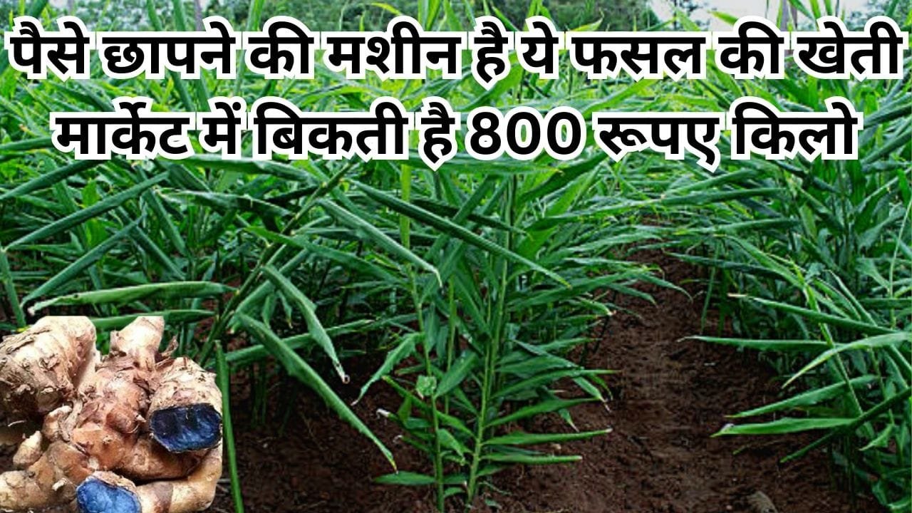 पैसे छापने की मशीन है ये फसल की खेती, मार्केट में बिकती है 800 रूपए किलो खेती से बन जाएंगे धन्ना सेठ, जाने नाम