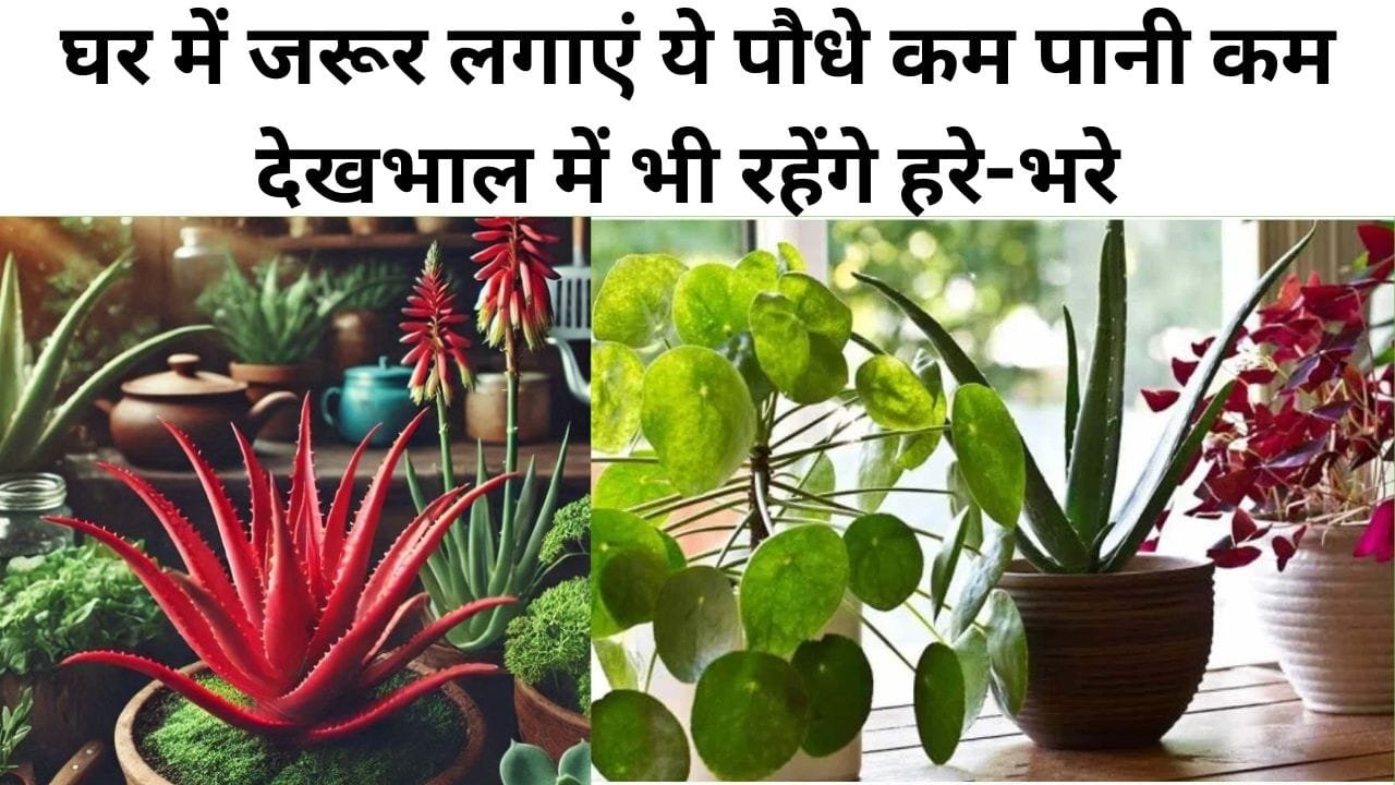 Gardening tips: घर में जरूर लगाएं ये पौधे, कम पानी कम देखभाल में भी रहेंगे हरे-भरे पत्तियों की सुंदरता से लग जाएंगे 4 चांद, जाने नाम