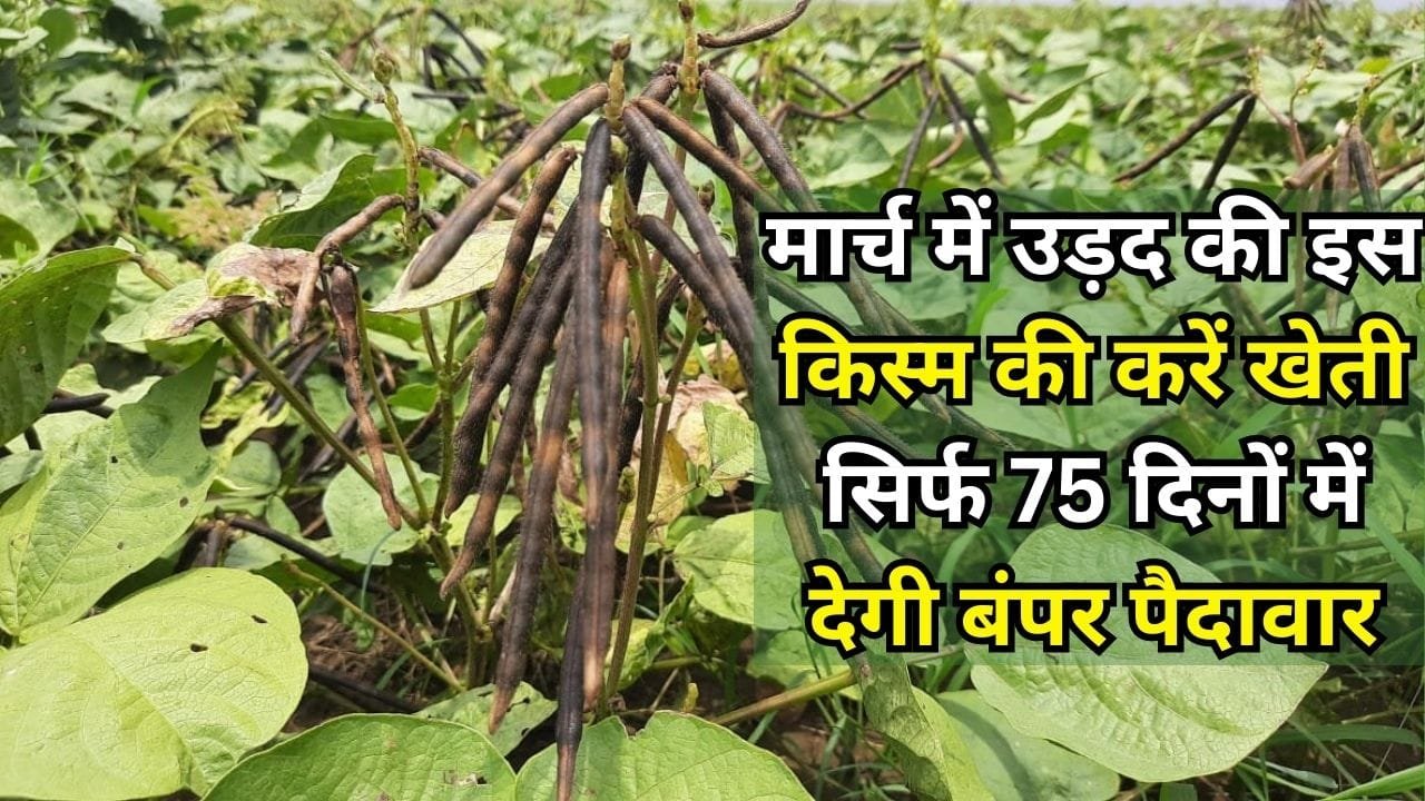 मार्च में उड़द की इस वैरायटी की करें खेती, सिर्फ 75 दिनों में होगी तैयार एक हेक्टेयर में देगी बंपर पैदावार, जाने नाम