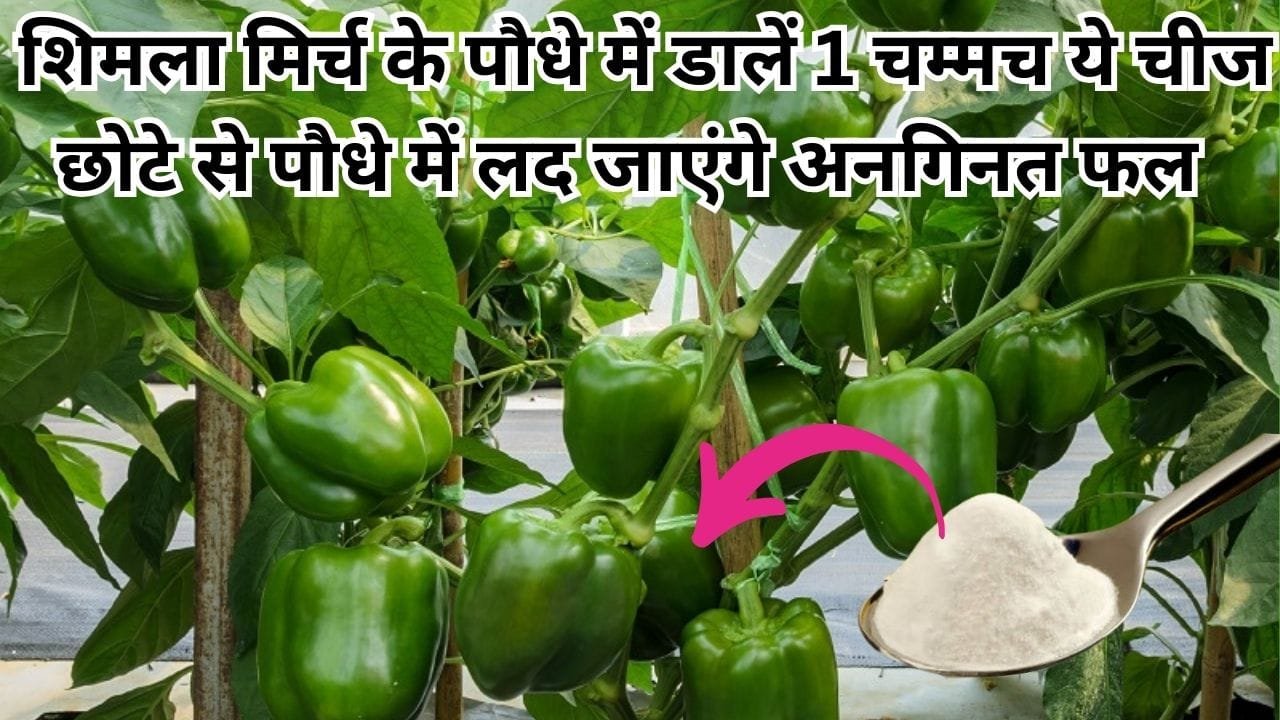 Gardening Tips: शिमला मिर्च के पौधे में डालें एक चम्मच ये चमत्कारी चीज, छोटे से पौधे में लद जाएंगे फल बाजार से खरीदने की झंझट होगी खत्म, जाने नाम
