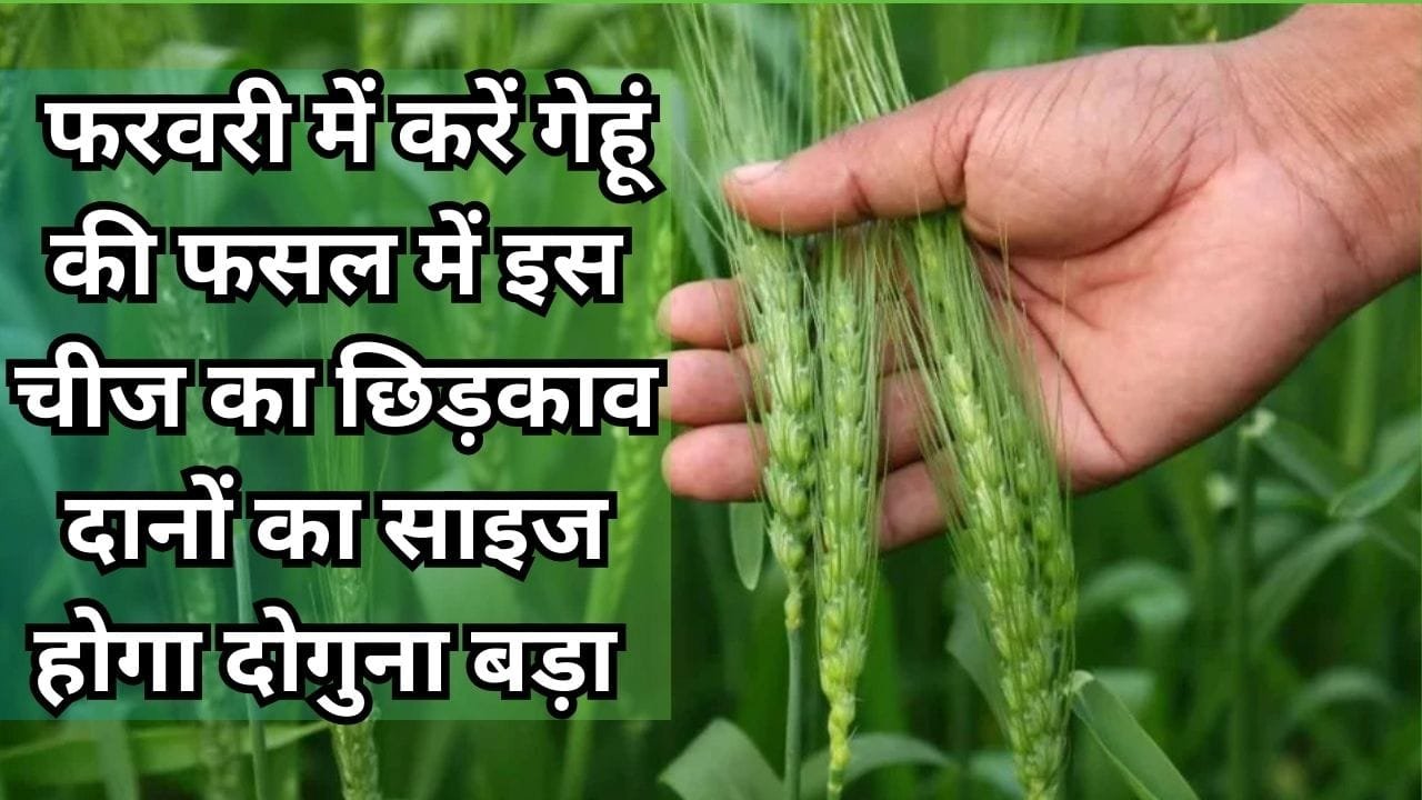 Agriculture tips: फरवरी में करें गेहूं की फसल में इस चीज का छिड़काव, दानों का साइज होगा दोगुना बड़ा पैदावार में होगी बेशुमार वृद्धि