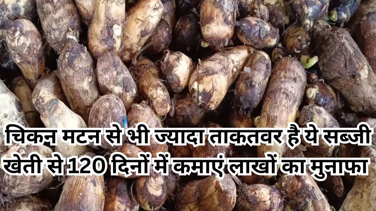 चिकन मटन से भी ज्यादा ताकतवर है ये सब्जी, फरवरी में लगाएं 120 दिनों में लाखों का मुनाफा कमाएं मार्किट में है खूब डिमांड, जाने नाम