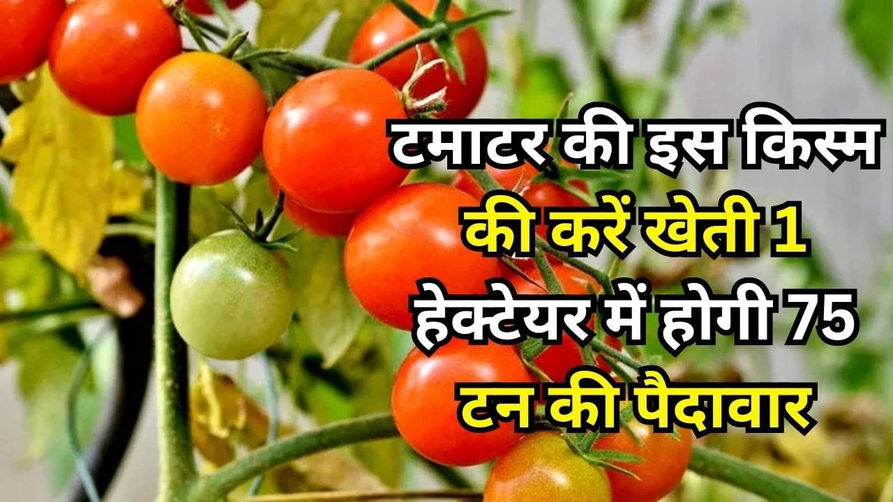 टमाटर की इस किस्म की करें खेती, 1 हेक्टेयर में खेती से होगी 75 टन की पैदावार समेत तगड़ा मुनाफा मार्केट में है खूब डिमांड, जाने नाम