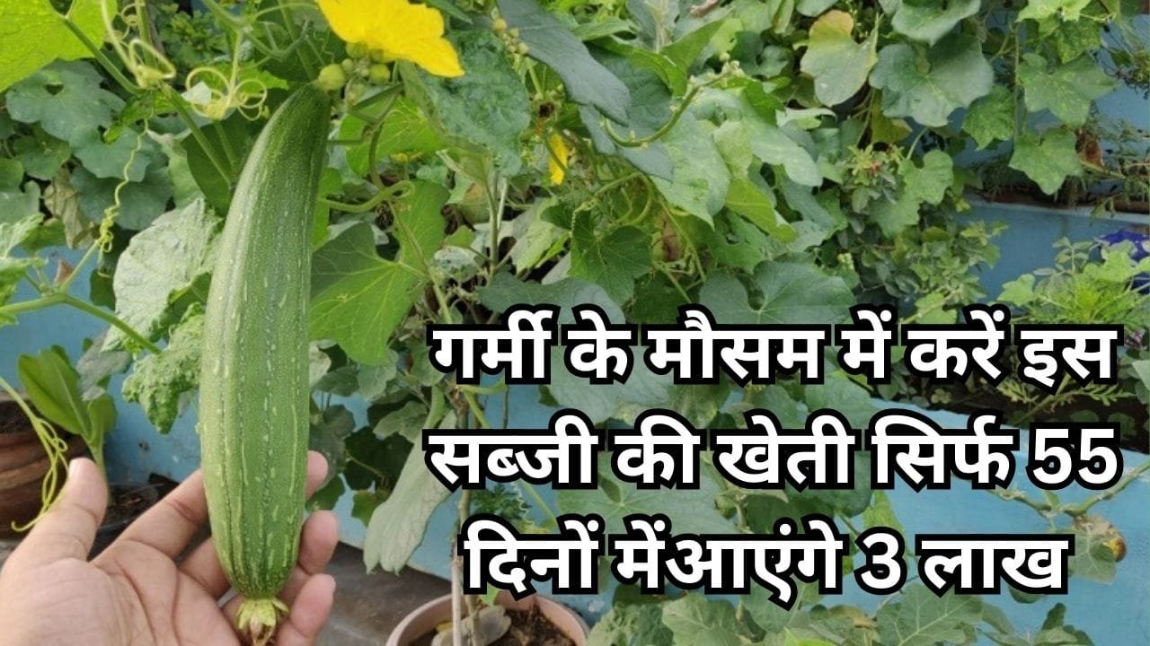 गर्मी के मौसम में करें इस सब्जी की खेती, सिर्फ 55 दिनों में खेती से आएंगे 3 लाख रूपए मालामाल हो जाएंगे किसान, जाने नाम