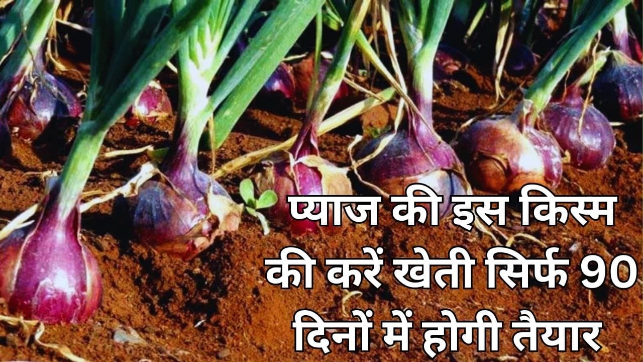 प्याज की इस किस्म की करें खेती, सिर्फ 90 दिनों में होगी तैयार एक हेक्टेयर में देगी बंपर पैदावार, जाने बुवाई का बेस्ट तरीका