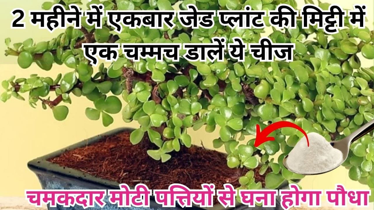 Gardening Tips: 2 महीने में एकबार जेड प्लांट की मिट्टी में एक चम्मच डालें ये चीज, चमकदार मोटी पत्तियों से घना होगा पौधा और निकलेगी नई पत्तियां