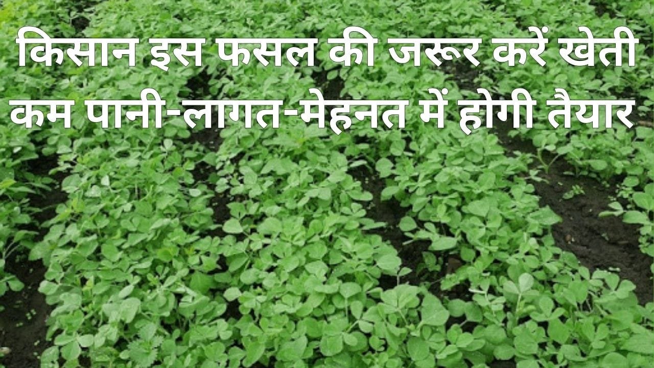 किसान इस फसल की जरूर करें खेती, कम पानी-लागत-मेहनत में होगी तैयार खेती से बना देगी मालामाल मार्किट में है खूब डिमांड, जाने नाम