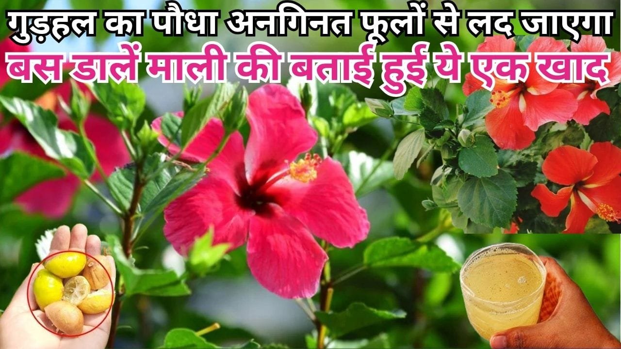 Gardening Tips: गुड़हल का पौधा अनगिनत फूलों से लद जाएगा, बस डालें माली की बताई हुई ये एक खाद और देखें कमाल, जाने नाम