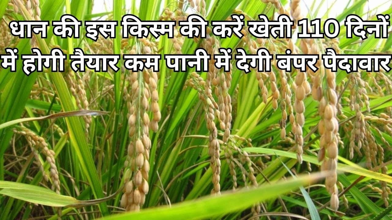 धान की इस किस्म की करें खेती, 110 दिनों में होगी तैयार कम पानी में खेती से देगी बंपर पैदावार भर जाएंगे गोदाम, जाने नाम