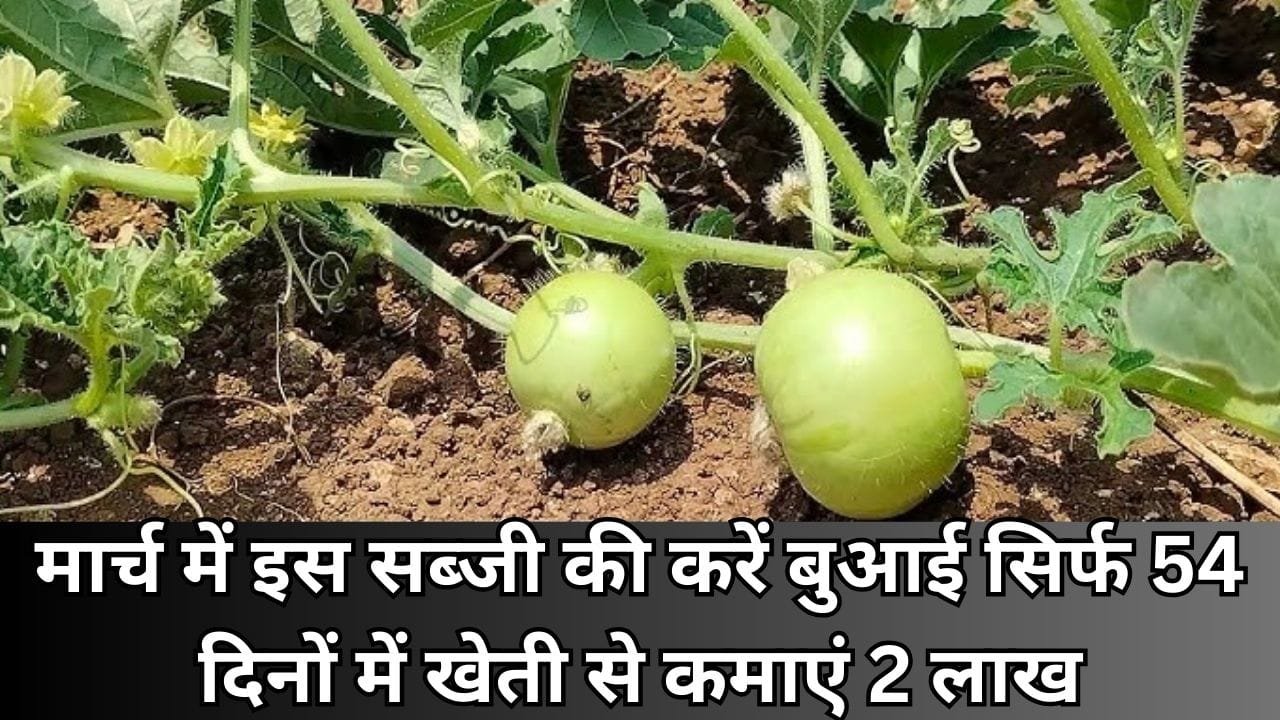 मार्च के महीने में इस सब्जी की करें बुआई, सिर्फ 54 दिनों में खेती से कमाएं 2 लाख रूपए मार्केट में है खूब तगड़ी डिमांड, जाने नाम