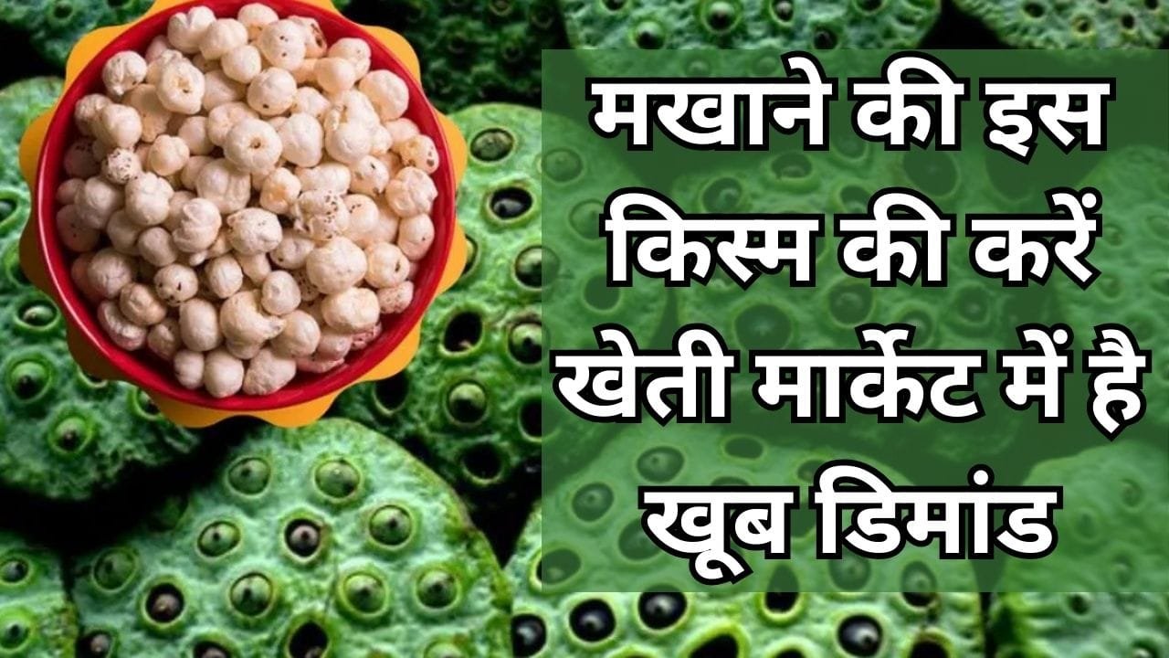 मखाने की इस किस्म की करें खेती, मार्केट में है खूब डिमांड एक हेक्टेयर में होगी बंपर पैदावार समेत तगड़ी कमाई, जाने नाम