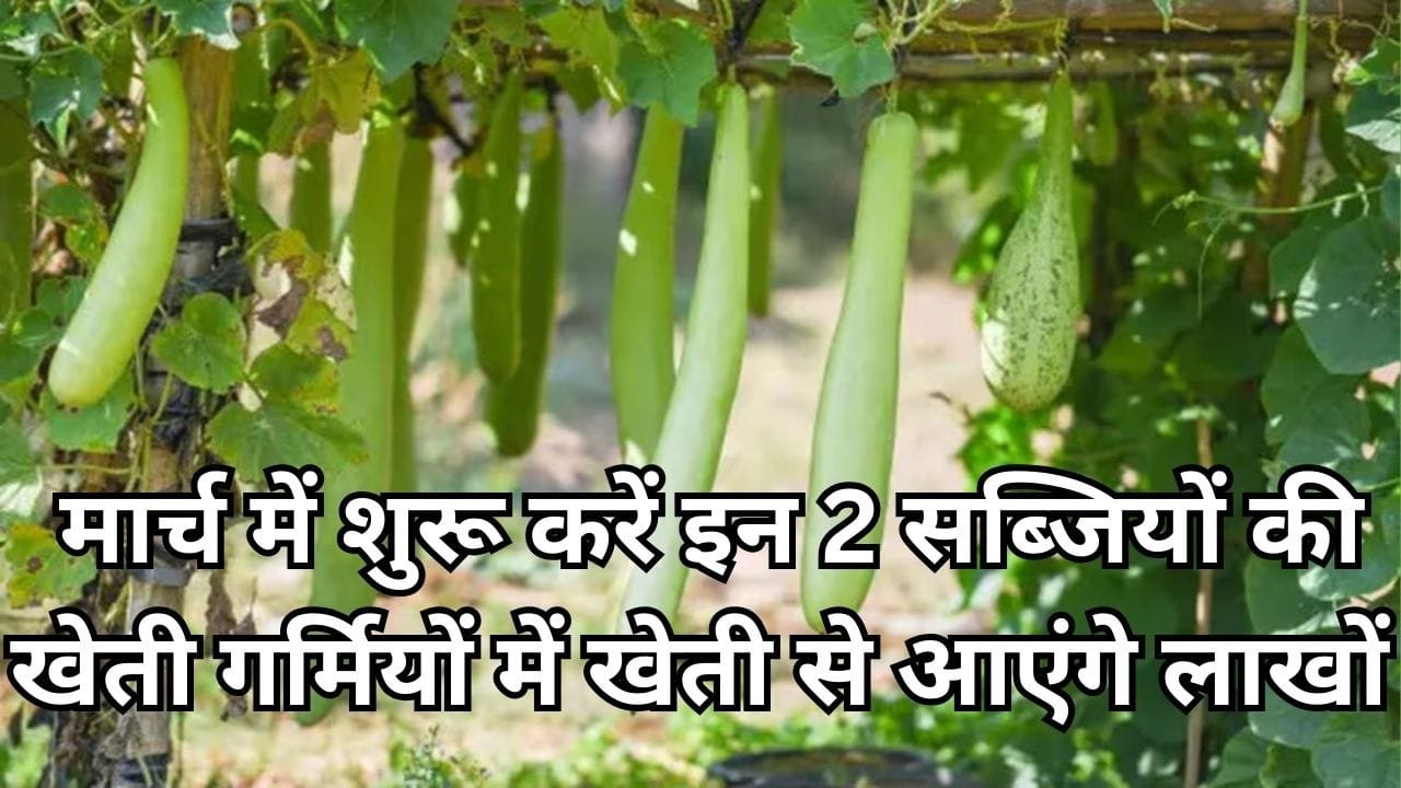मार्च के महीने में शुरू करें इन 2 सब्जियों की खेती, मार्केट में है खूब डिमांड गर्मियों में खेती से आएंगे लाखों रूपए, जाने बुआई की बेस्ट ट्रिक