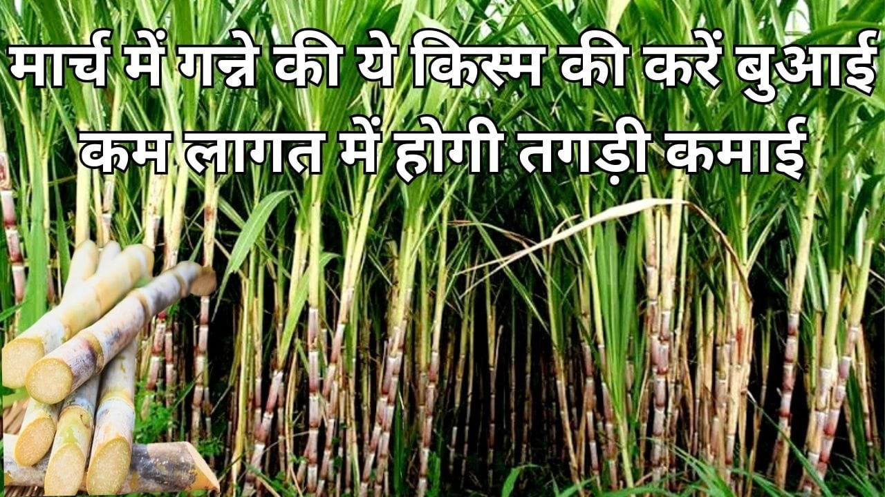 मुनाफे का सौदा है गन्ने की ये किस्म की खेती, मार्च में करें बुआई कम लागत में होगी ताबड़तोड़ कमाई खेती से बन जाएंगे धन्ना सेठ, जाने नाम