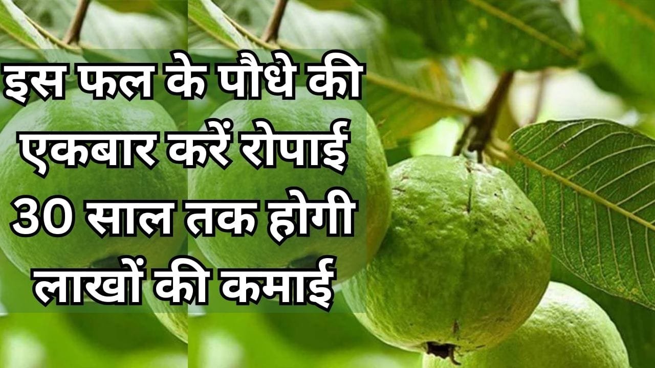इस फल के पौधे की एकबार करें रोपाई, 30 साल तक होगी लाखों रूपए की कमाई मार्केट में है खूब डिमांड, जाने नाम और काम