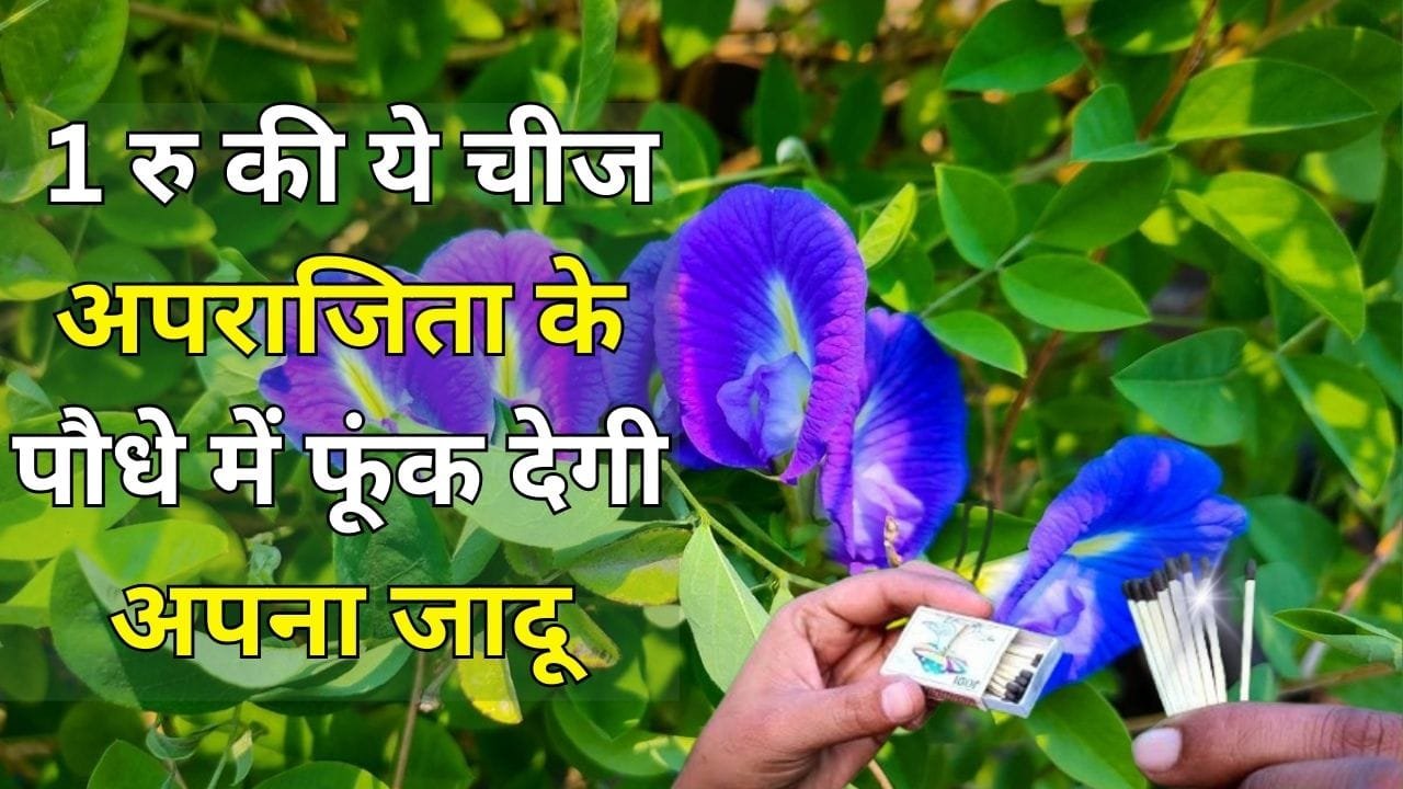 Gardening tips: 1 रु की ये चीज अपराजिता के पौधे में फूंक देगी अपना जादू, माली ने खुद इस्तेमाल करके दिखाया कमाल, फूलों से लद जाएगी डाल