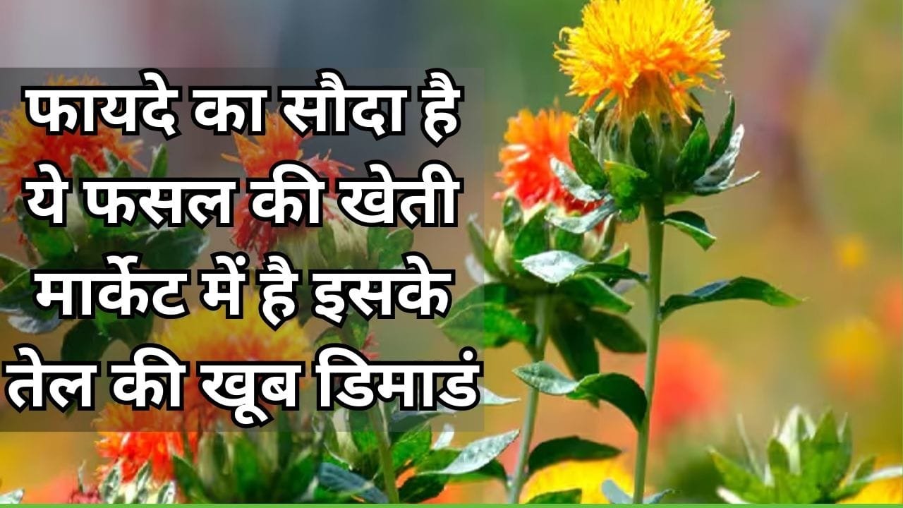 फायदे का सौदा है ये फसल की खेती, मार्केट में है इसके तेल की खूब डिमाडं किसानों को मिलेंगे ऊंचे दाम, जाने नाम