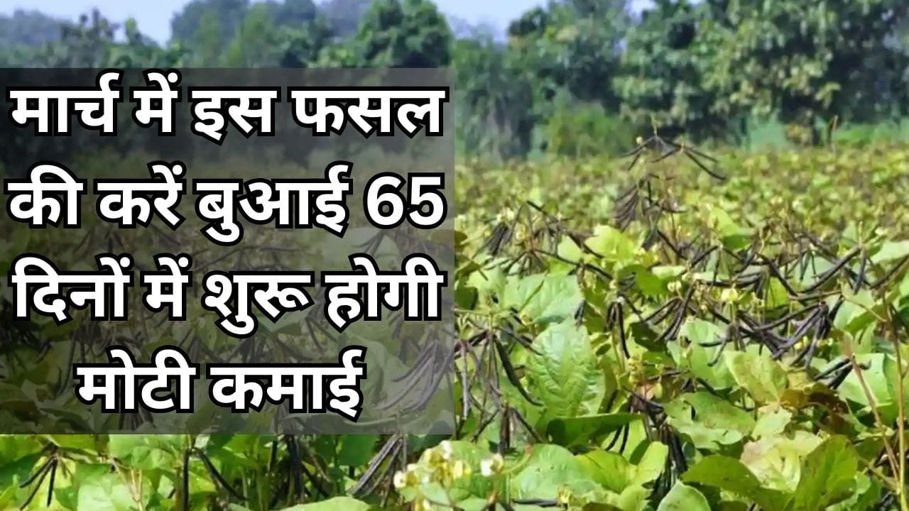 मार्च में इस फसल की करें बुआई, 65 दिनों में शुरू होगी मोटी कमाई बंपर उत्पादन से भर जाएंगे गोदाम, जाने नाम