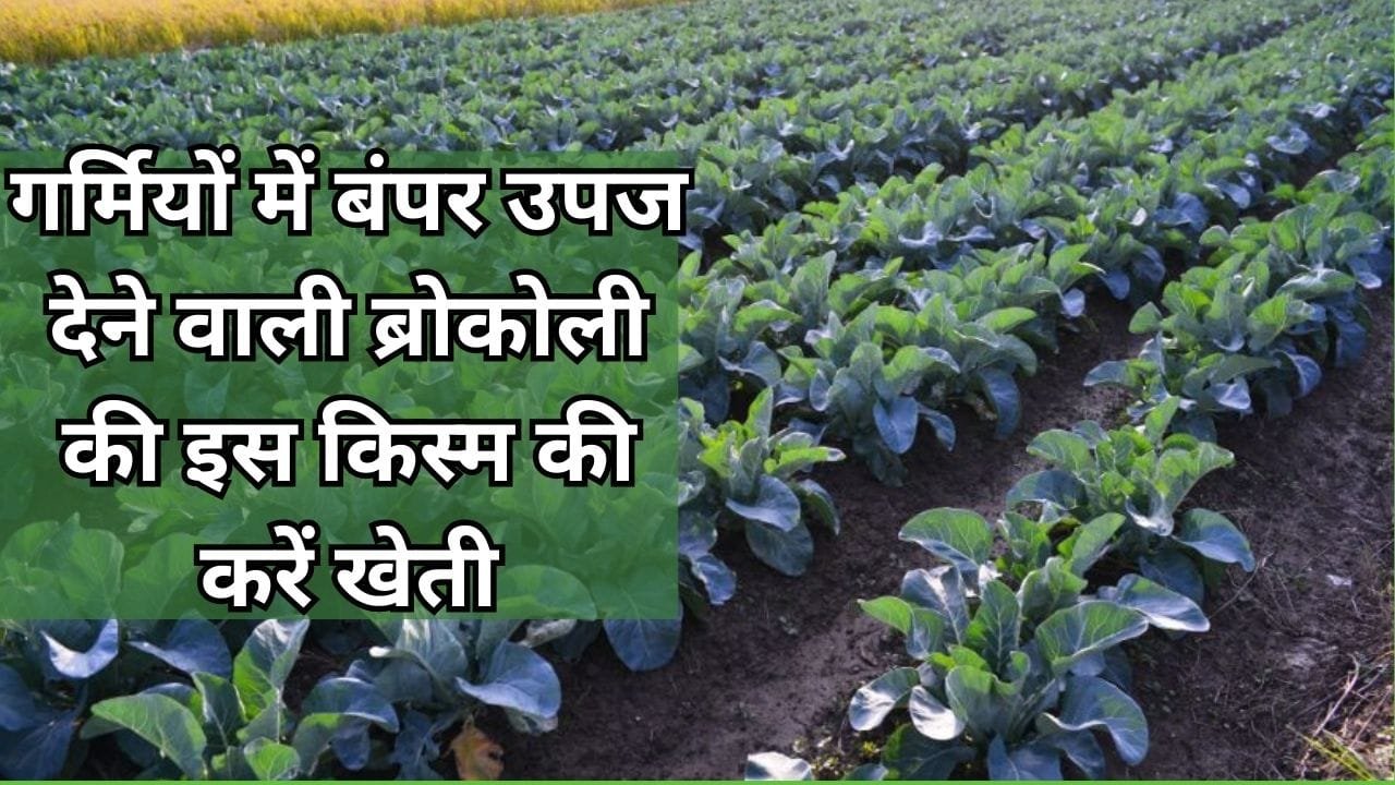 गर्मियों के मौसम में बंपर उपज देने वाली ब्रोकोली की इस किस्म की करें खेती, एक एकड़ में खेती से कमाएं लाखों रूपए, जाने नाम