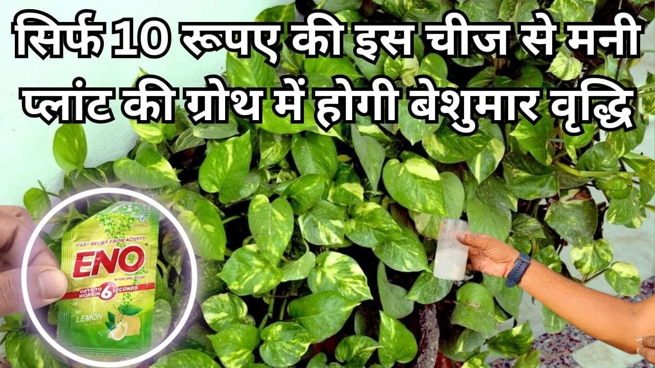 Gardening tips: सिर्फ 10 रूपए की इस चीज से मनी प्लांट की ग्रोथ में होगी बेशुमार वृद्धि, अनगिनत हरी पत्तियों से लद जाएगी बेल, जाने नाम