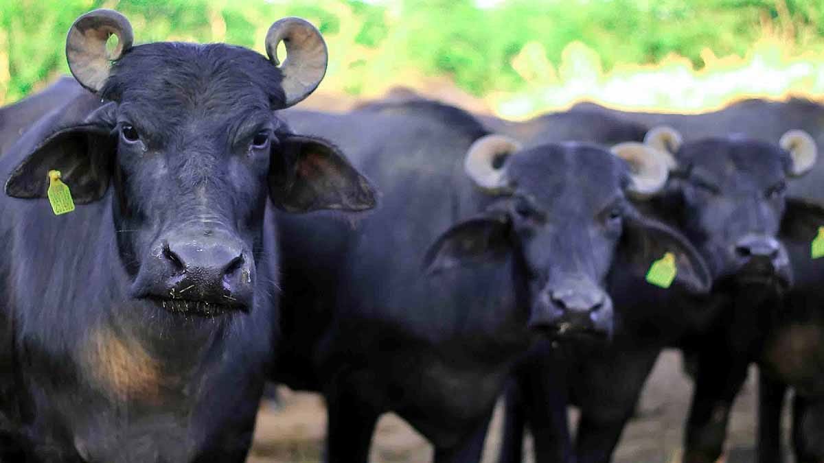 बन्नी नस्ल की भैंस