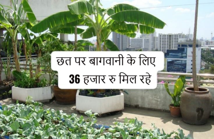 छत पर बागवानी योजना