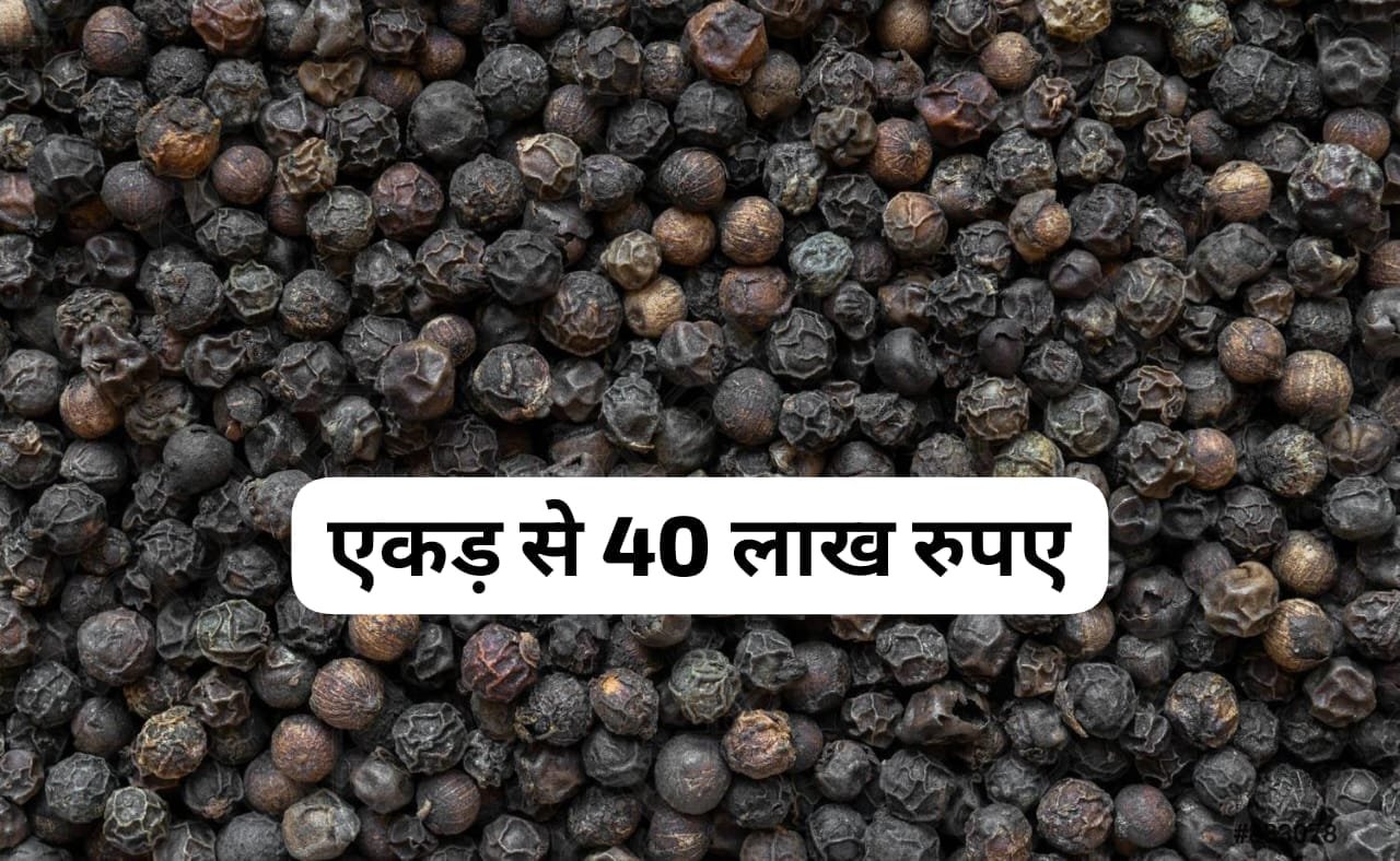 काली मिर्च की खेती