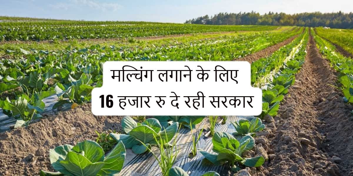 मल्चिंग पर सब्सिडी