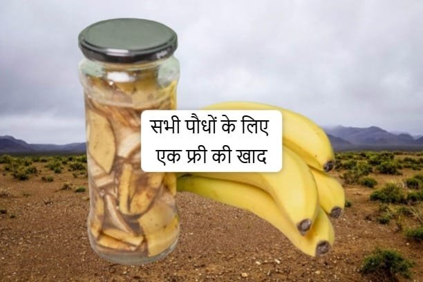 केले के छिलके की खाद