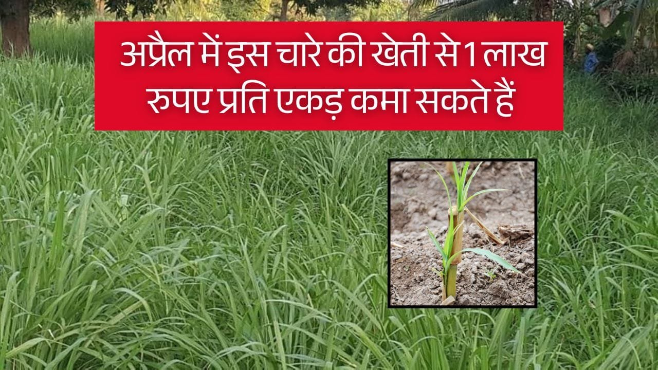 चारे की खेती