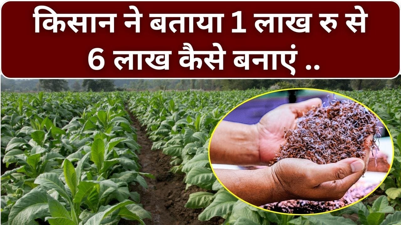 तंबाकू की खेती