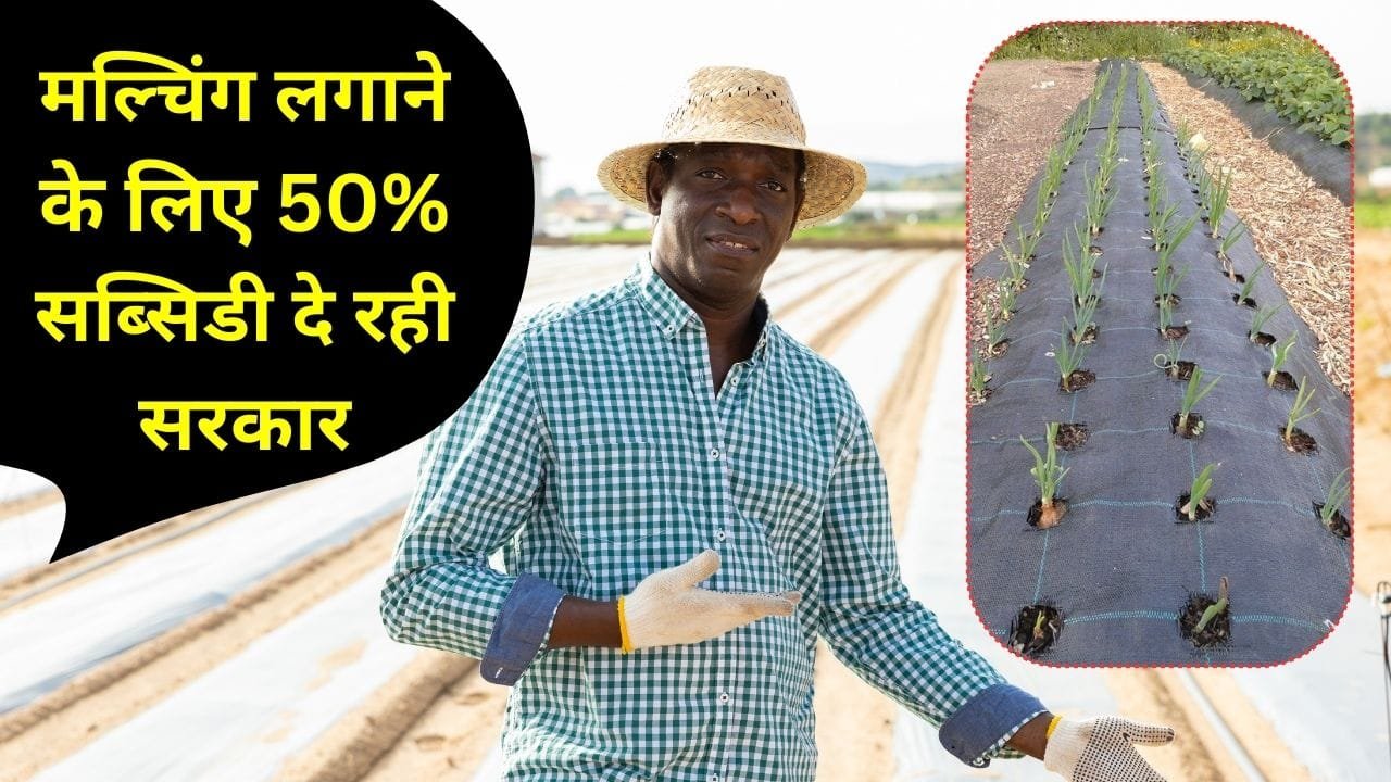 मल्चिंग पर सब्सिडी