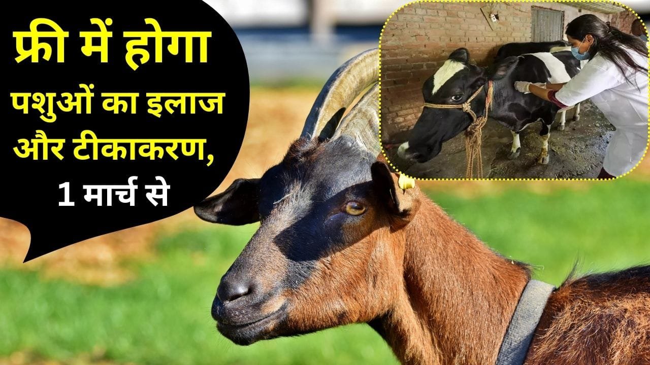 फ्री वेटरनरी