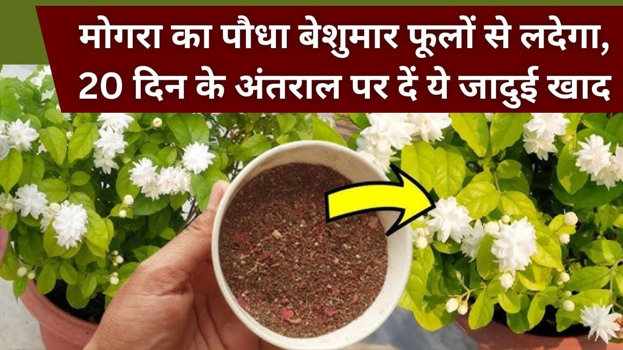 मोगरे के लिए खाद