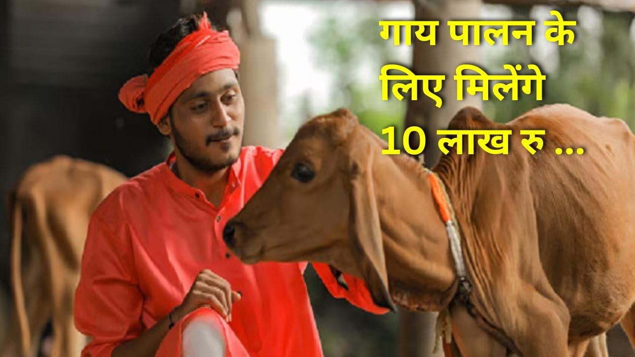 अमृत धारा स्कीम